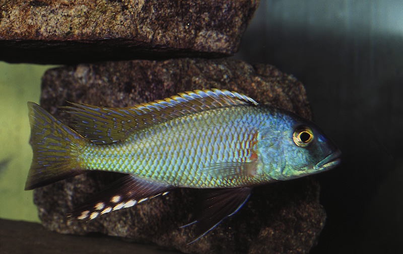 Buccochromis nototaenia